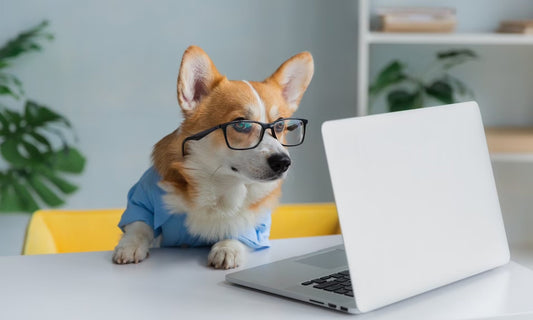 The Science Behind Our Ingredients: Why Your Dog Deserves the Best