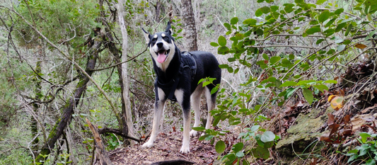 The First All-in-One Liquid Supplement for Dogs – Because They Deserve Better